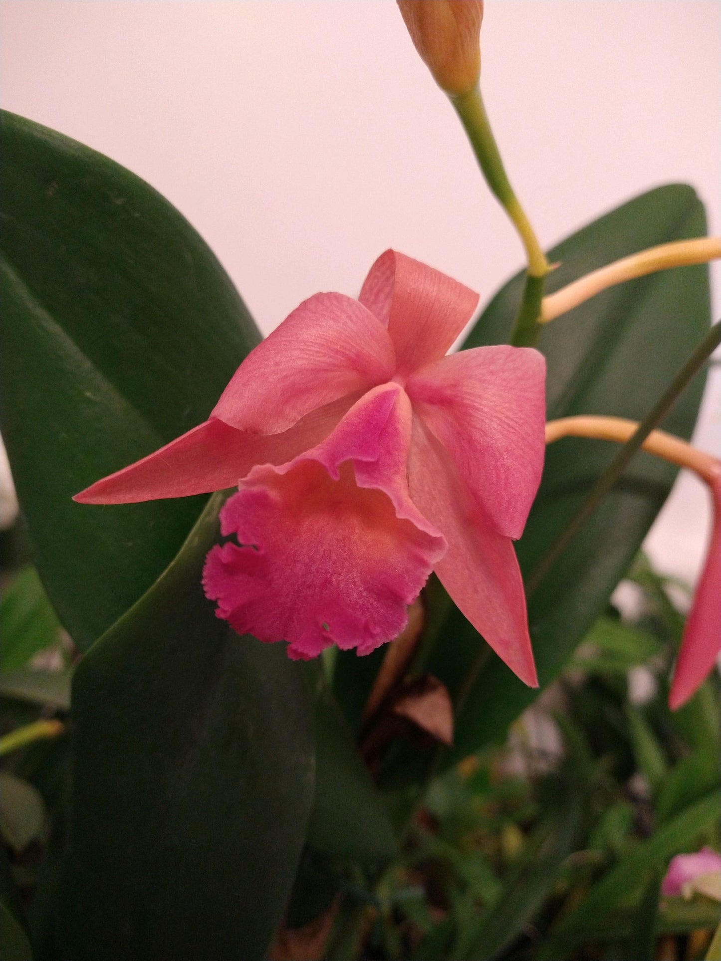 Orchids by Type and Size