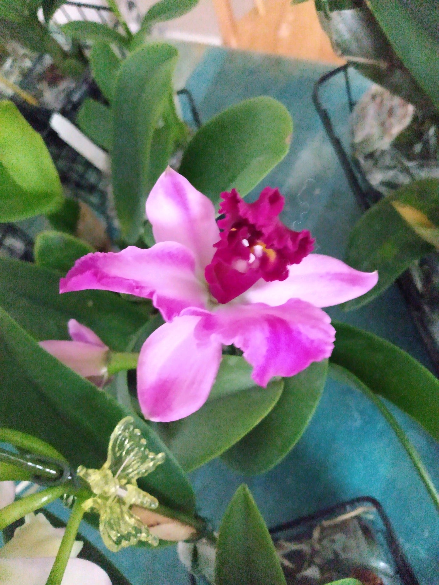 Orchids by Type and Size