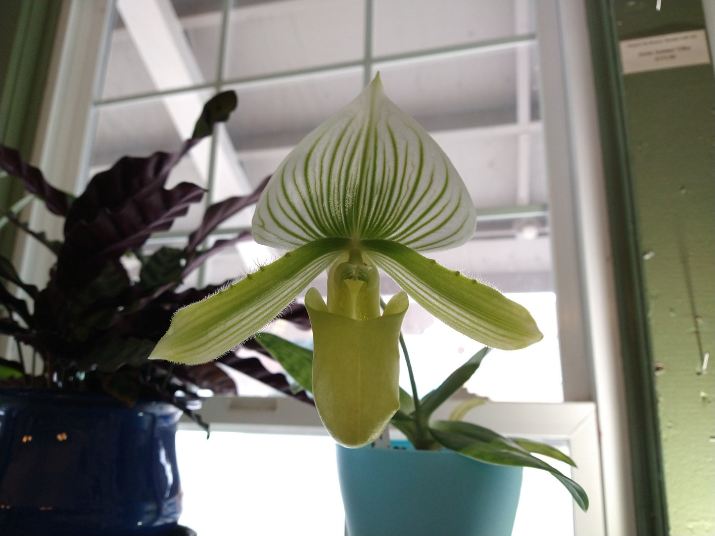 Orchids by Type and Size