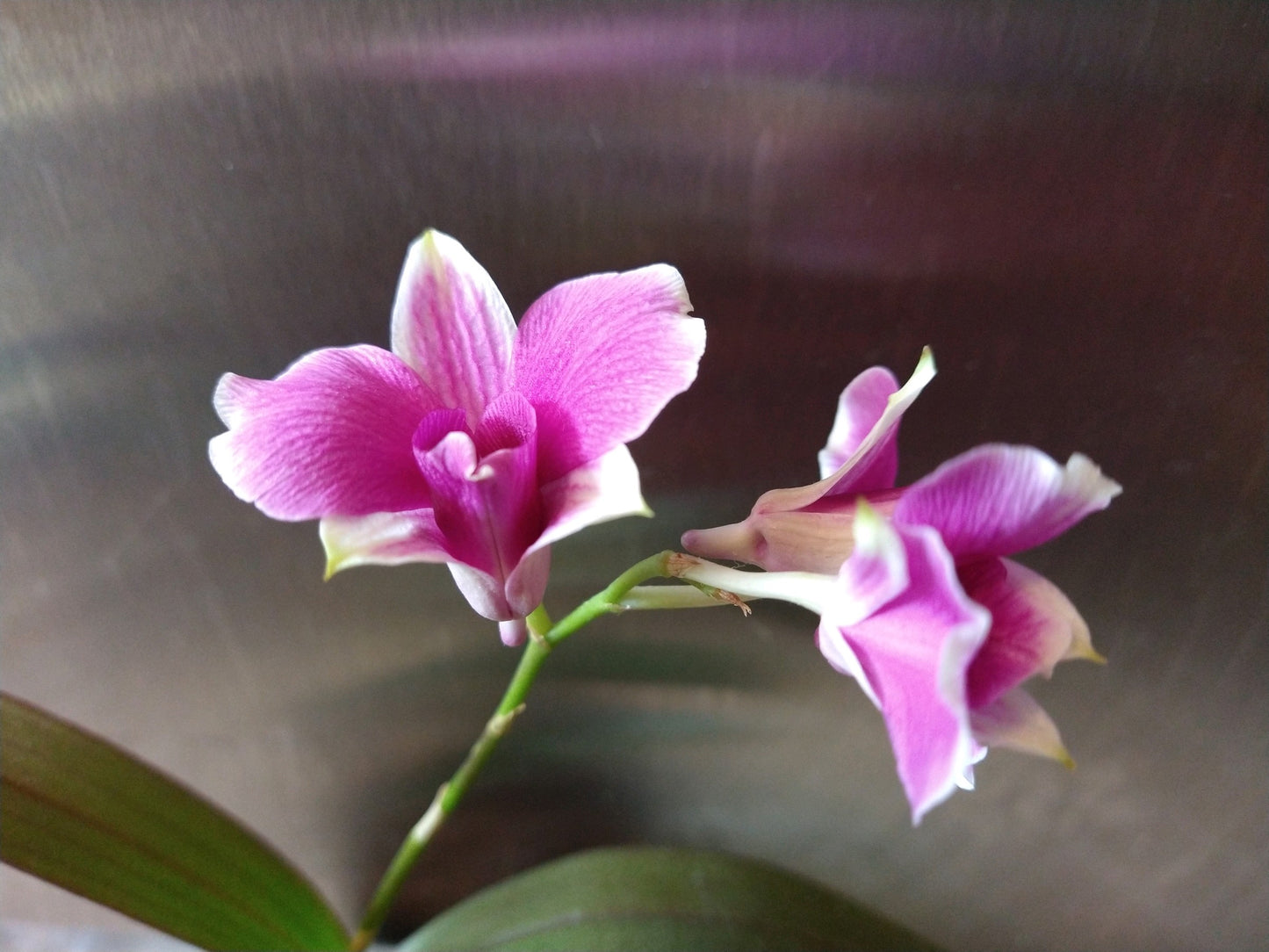 Orchids by Type and Size