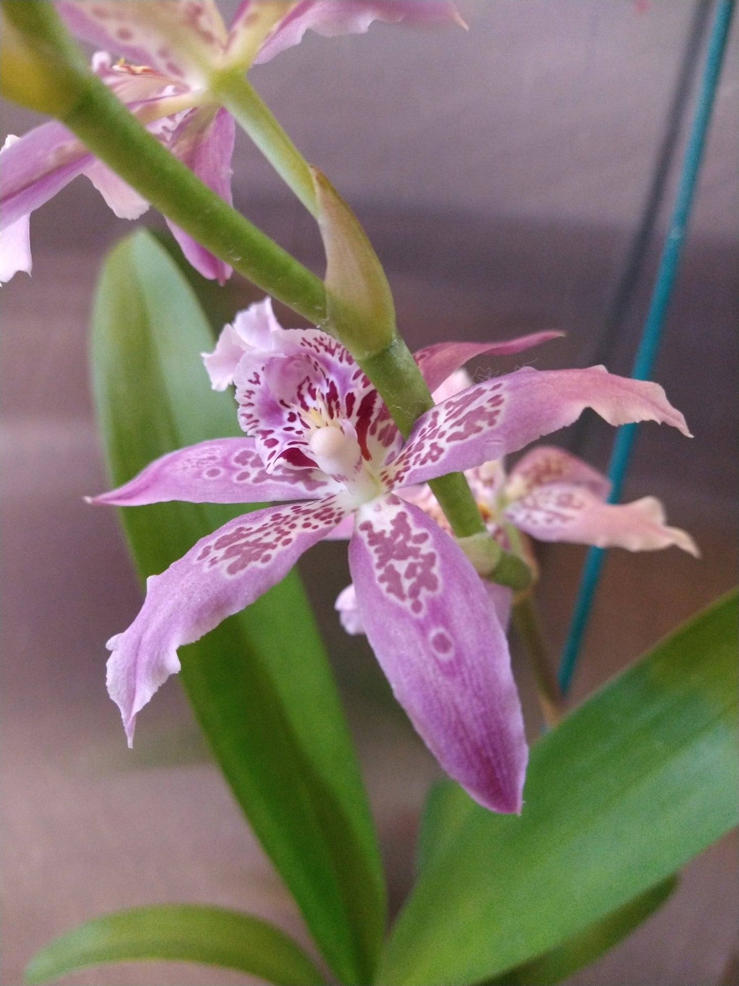 Orchids by Type and Size