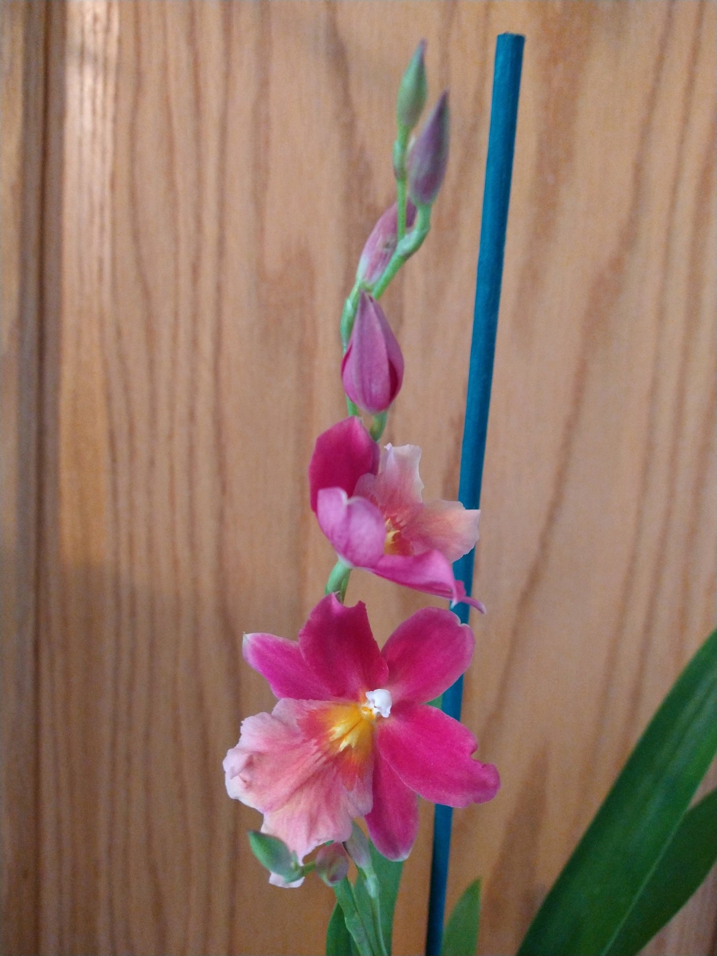 Orchids by Type and Size