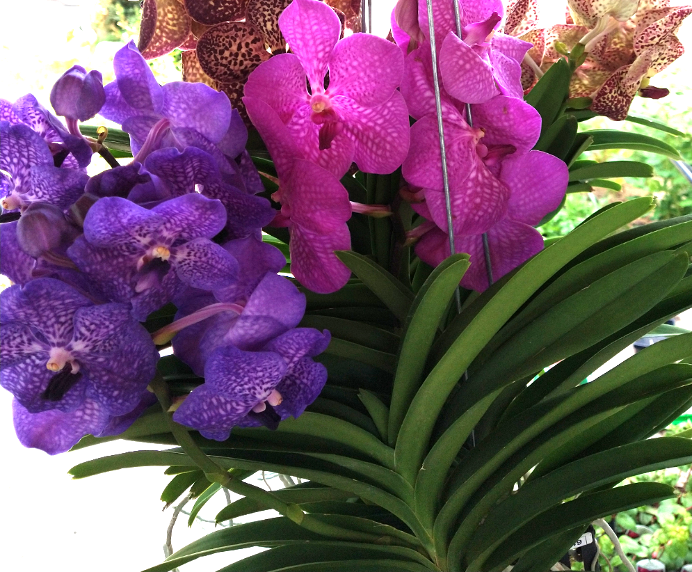 Orchids by Type and Size