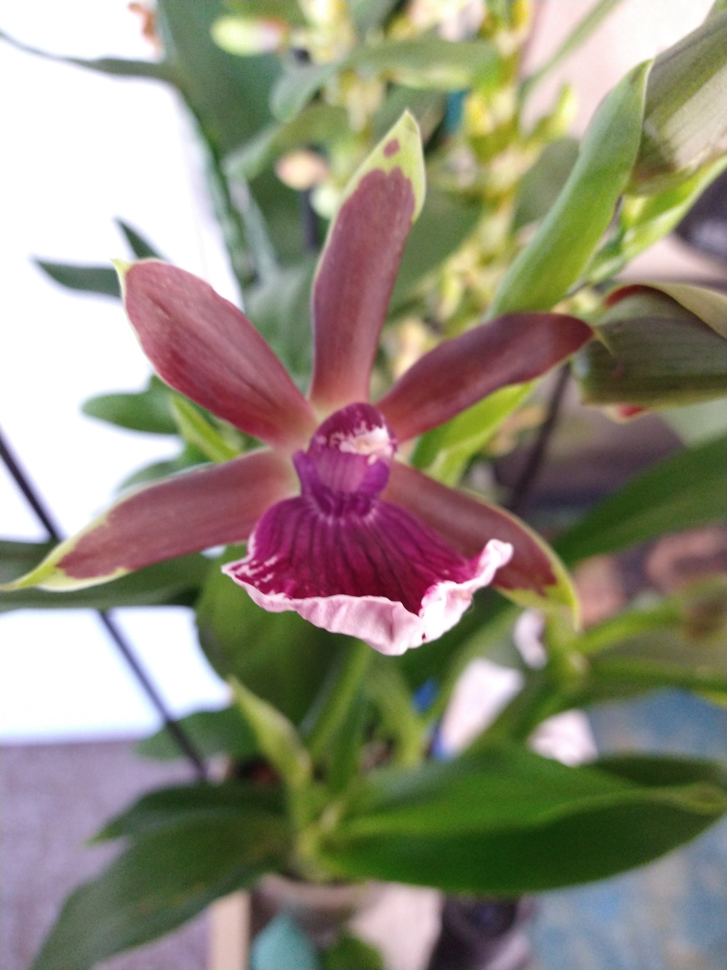 Orchids by Type and Size