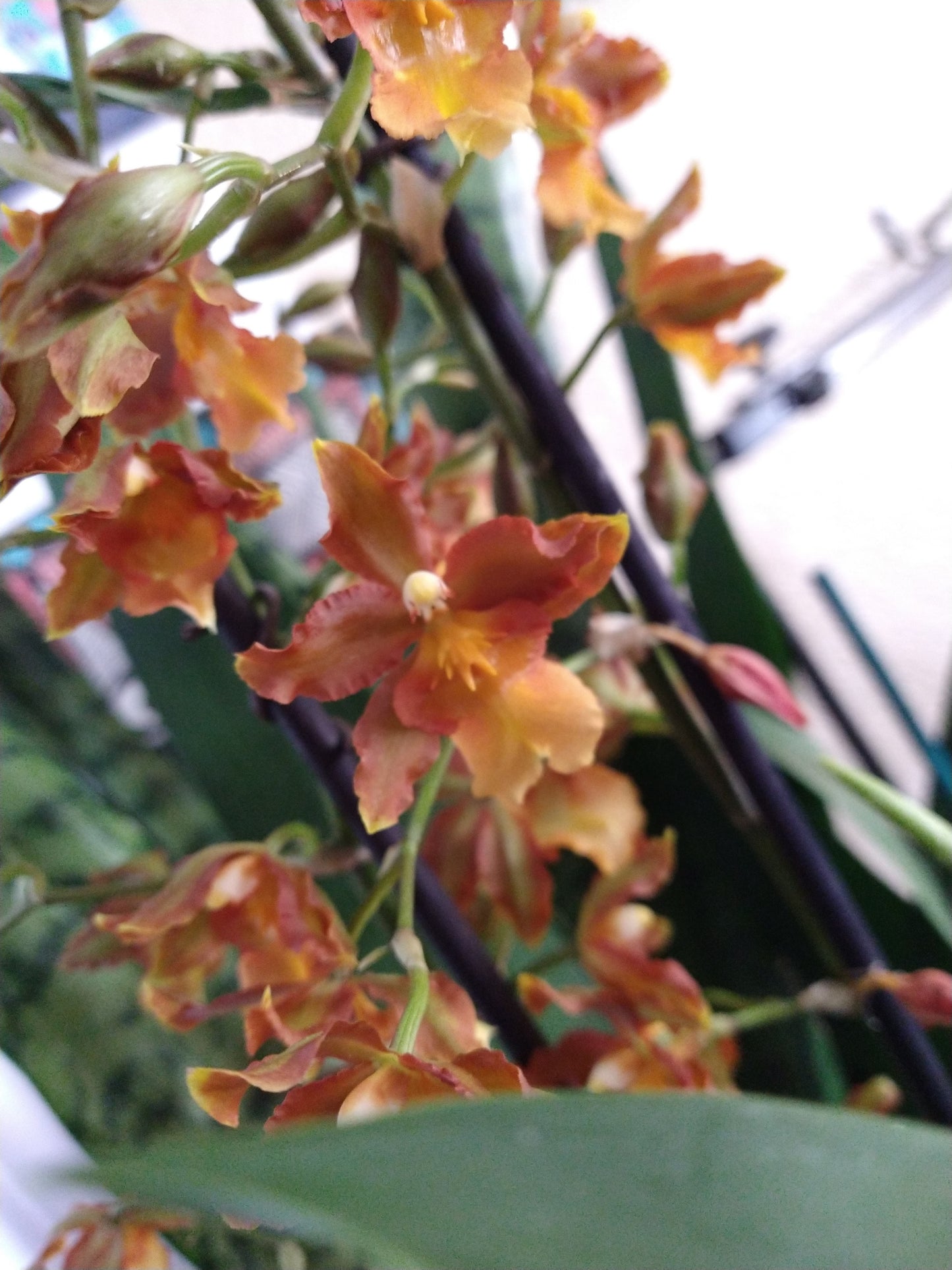 Orchids by Type and Size