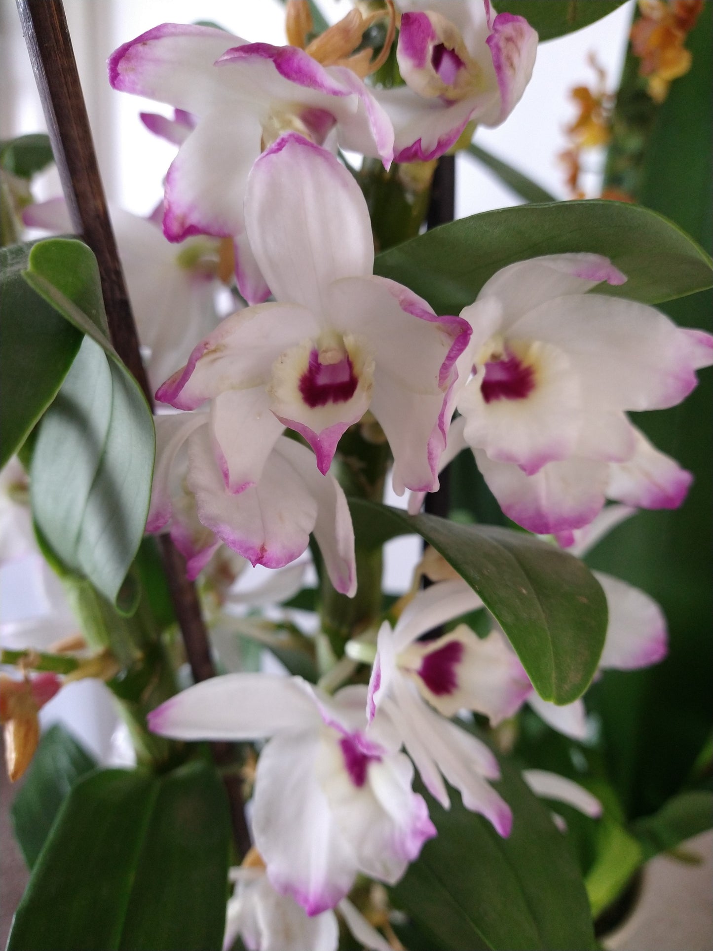 Orchids by Type and Size