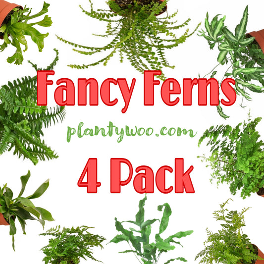 Fancy Ferns Plantywoo Pack