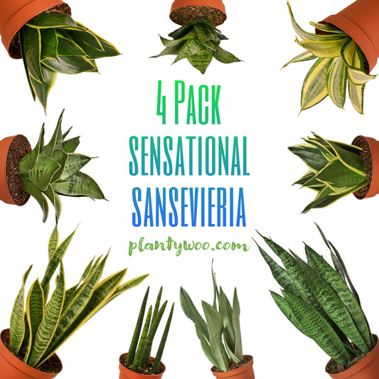 Sensational Sansevieria Plantywoo Pack