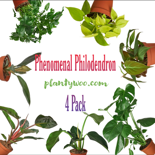 Phenomenal Philodendron Plantywoo Pack