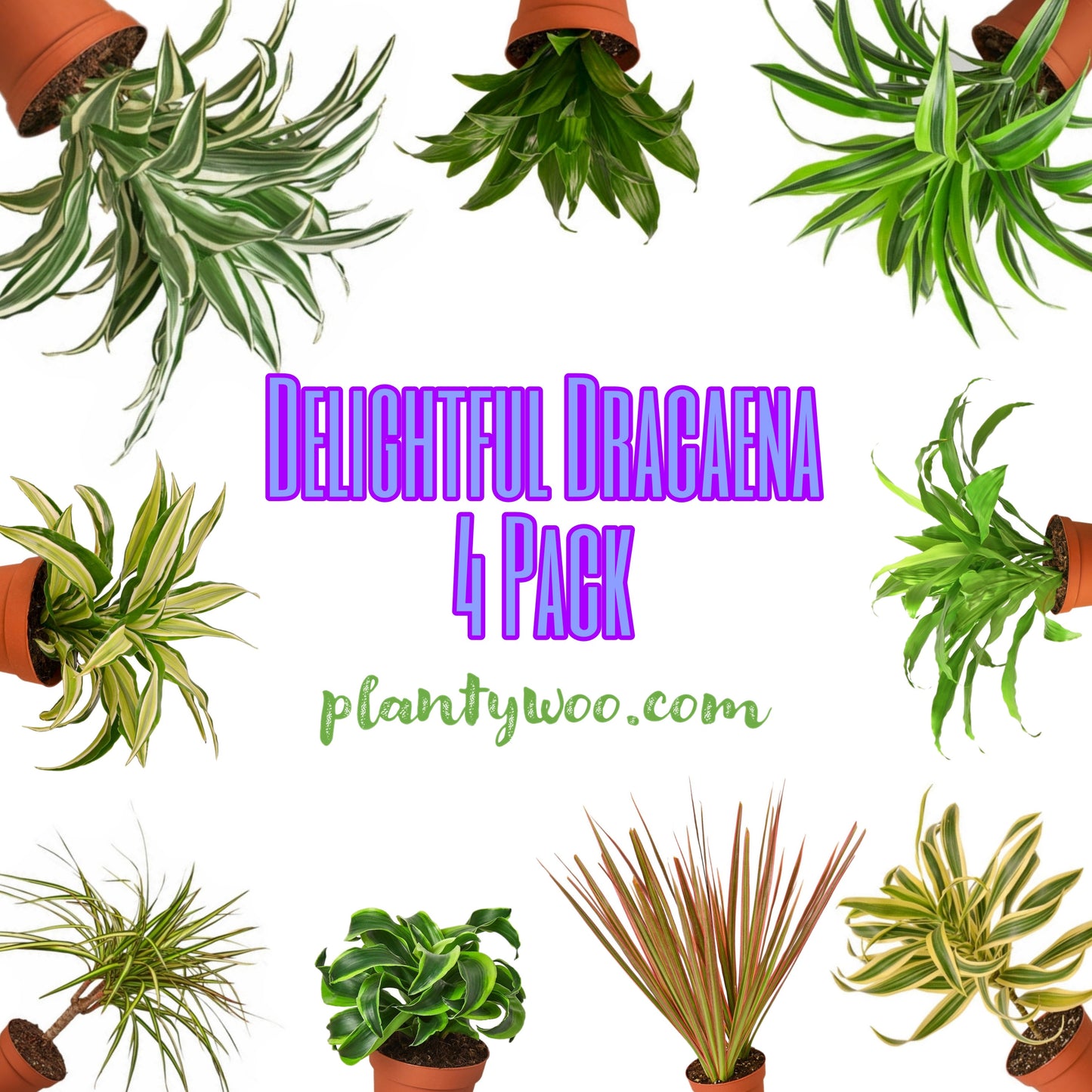 Delightful Dracaena Plantywoo Pack