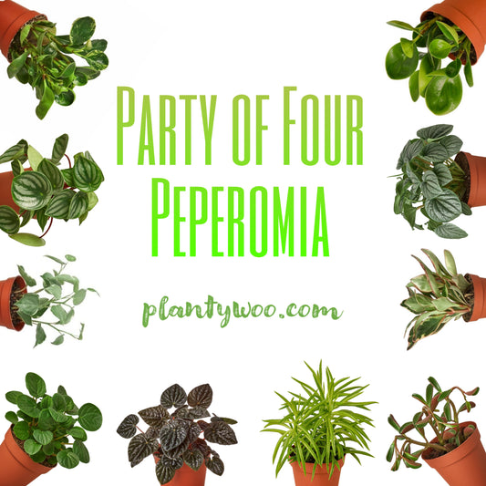 Party of Four Peperomia Plantywoo Pack