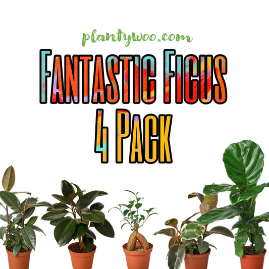 Fantastic Ficus Plantywoo Pack