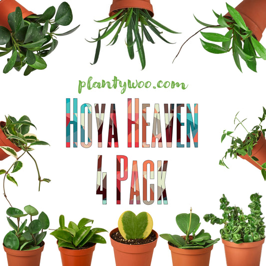 Hoya Heaven Plantywoo Pack