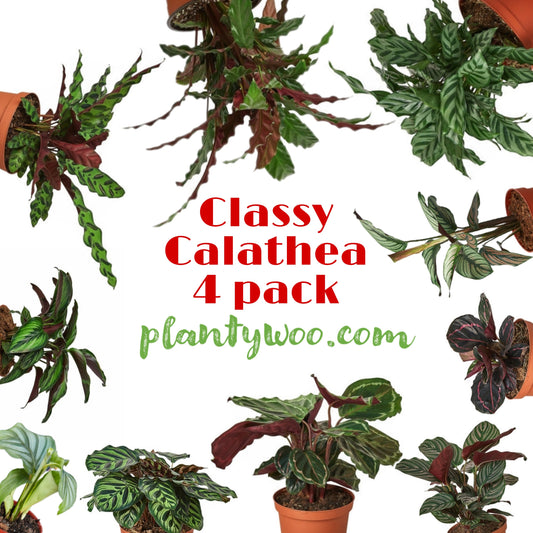 Classy Calathea Plantywoo Pack