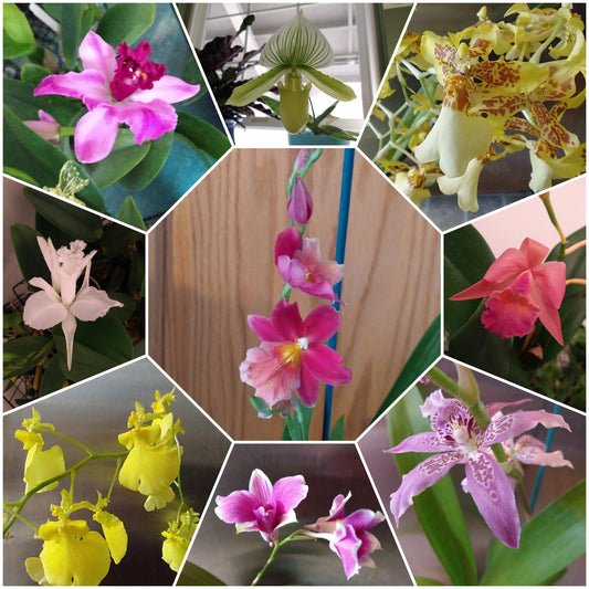 Orchids by Type and Size