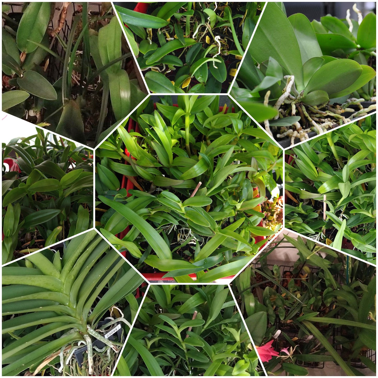 Orchids by Type and Size