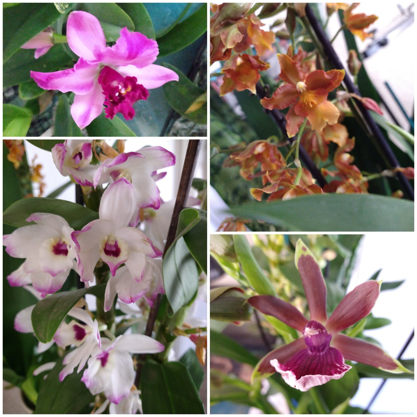 Orchids by Type and Size